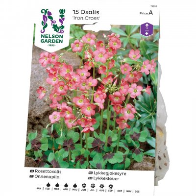Rosettoxalis Iron Cross