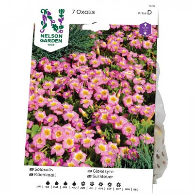 Soloxalis Oxalis depressa