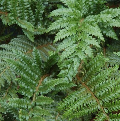 Polystichum polyblepharum, Sköldbräken