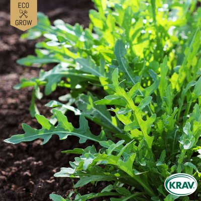 Rucola / Senapskål, Common, Ekologisk