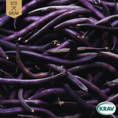 Böna, Purpur-, Purple Queen, Ekologisk