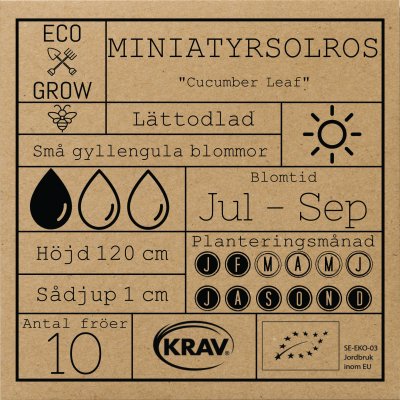 Solros, Cucumber Leaf, Ekologisk