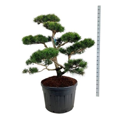Pinus contorta