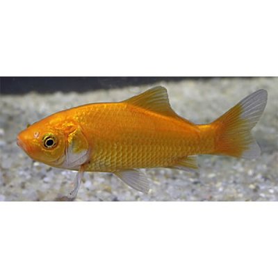 Guldfisk 11-13cm