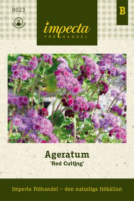 Ageratum Red Cutting