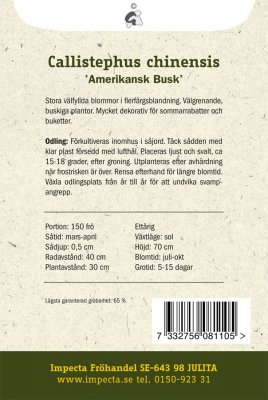 Aster, Sommar-, 'Amerikansk Busk'
