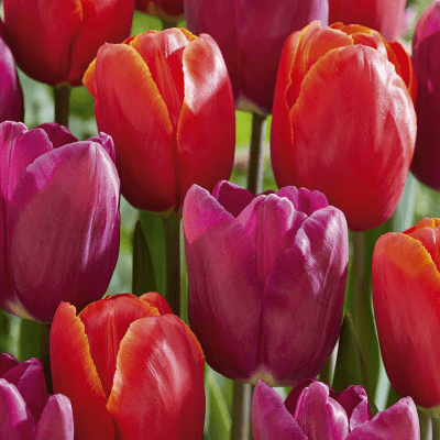 Tulipa gesneriana Powerful