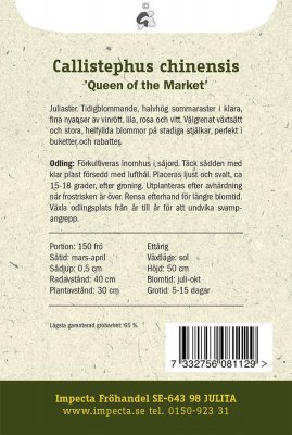 Aster, Sommar-, 'Queen of the Market'