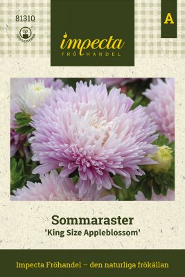 Aster, Sommar-, King Size Appleblossom