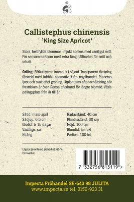 Aster, Sommar-, King Size Apricot