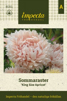 Aster, Sommar-, King Size Apricot