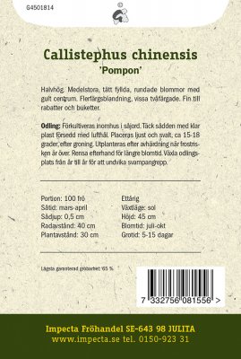 Aster, Sommar-, Pompon