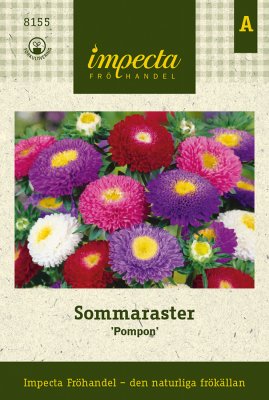 Aster, Sommar-, Pompon