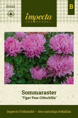 Aster, Sommar-, TigerPaw Chinchilla