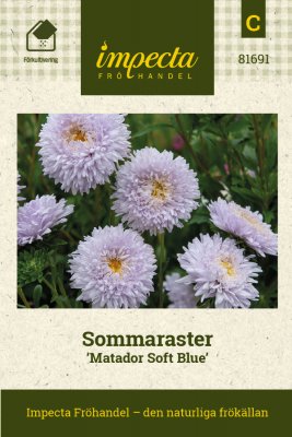 Aster, Sommar-, Matador Soft Blue