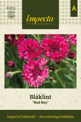 Blåklint Red Boy