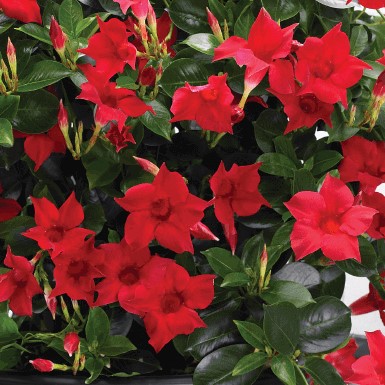 Mandevilla, Stickling 3-pack - Mandevilla sanderi Sundaville &reg; Red