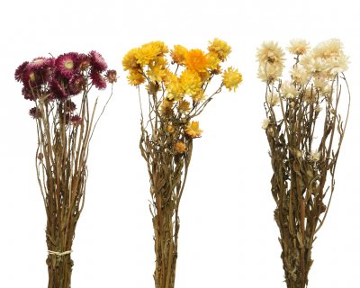 Bukett Torkad Helichrysum 50cm
