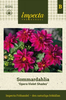 Dahlia, Sommar-, Opera Violet Shades