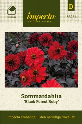 Dahlia, Sommar-, Black Forest Ruby
