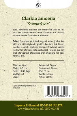 Atlasblomma Orange Glory