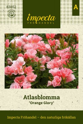 Atlasblomma Orange Glory