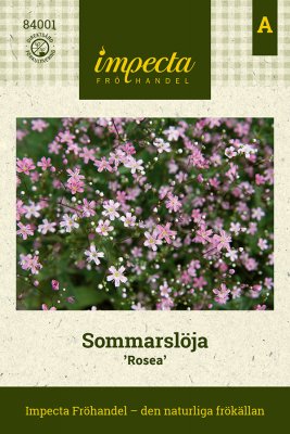 Sommarslöja, Rosea