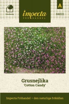 Grusnejlika (Murslöja) Cotton Candy