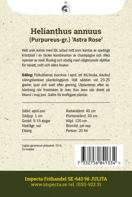 Solros, Purpur-, Astra Rose