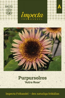 Solros, Purpur-, Astra Rose