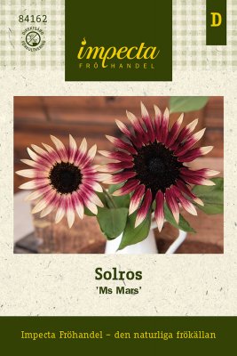 Solros, Röd, 'Ms Mars'