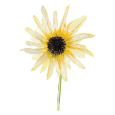 Solros, Miniatyr-, Italian White