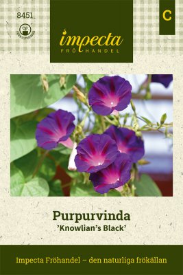 Purpurvinda, Knowlian´s Black
