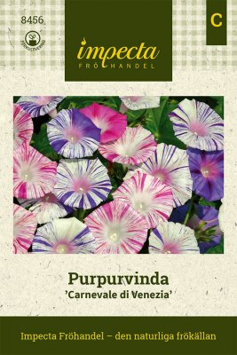 Purpurvinda, Carnevale di Venezia
