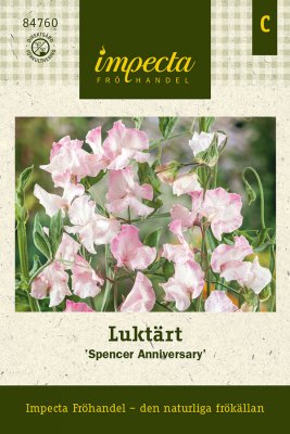 Luktärt Spencer Swan Anniversary