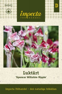 Luktärt, Spencer Wiltshire Ripple