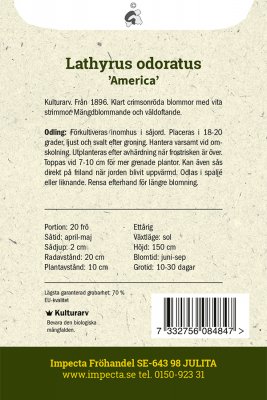 Luktärt America