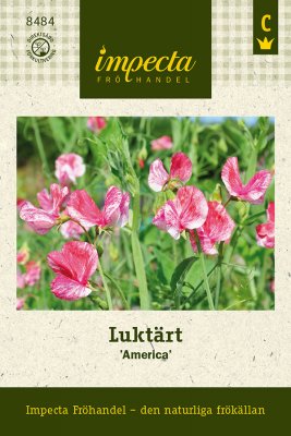 Luktärt America