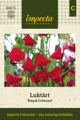 Luktärt Royal Crimson