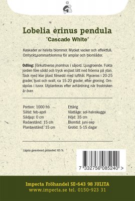 Lobelia, Häng-, Cascade White