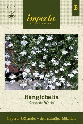 Lobelia, Häng-, Cascade White