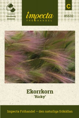 Prydnadsgräs, Ekorrkorn Ricky