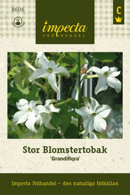 Blomstertobak, Stor, 'Grandiflora'
