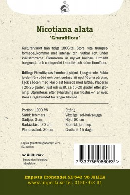 Blomstertobak, Stor, 'Grandiflora'
