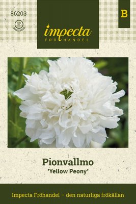Vallmo, Pion-, Yellow Peony
