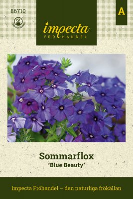 Flox, Sommar-, Blue Beauty