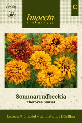 Rudbeckia, Sommar-, Cherokee Sunset