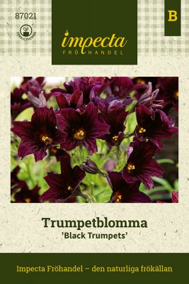 Trumpetblomma, Black Trumpets