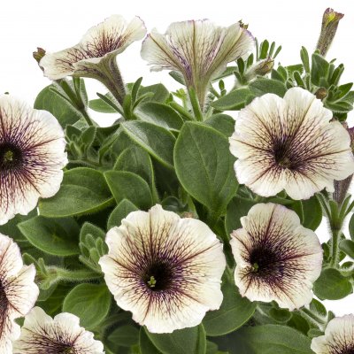 Petunia x hybrida Tea ™ Tiramisu