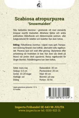 Praktvädd Snowmaiden